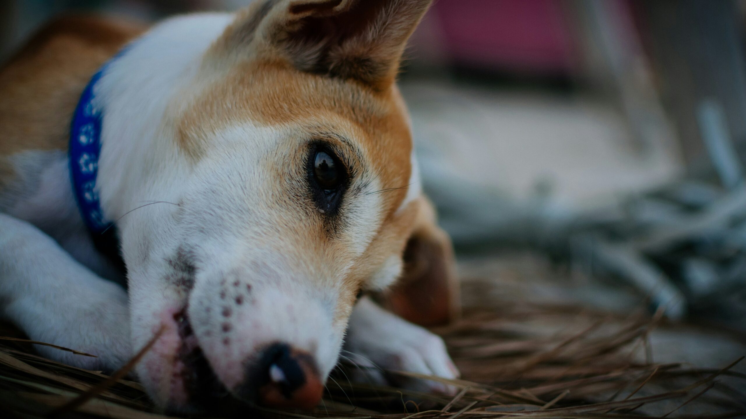 Car Accident Lawyer Edinburg Software Development Romania Head On Car Accident Attorney VPA Instructure AAI.edu Keiser Student Is Keiser a Good University What is System IO Keiser University Course Schedule Phemex in USA Keiser University Directions Banks Power Promo Code Keiser University Lawsuit The Athletic $1 Keiser University Deadlines Is Keiser University Regionally Accredited Scentsit Tunercult Coupon Keiser Cost CollegeCentral/Keiser Is Keiser University Legit VacationOffer.com Reviews Go High Level Marketing Vacation Offers Reviews Vantiv Customer Service 1-800-Ask-Gary Reviews Acceptance Rate for Keiser University Chrome PKG Download AAI.edu Keiser University Commercial Verizon Government Sales Verizon MSI Keiser University Student Population Is Keiser University Private or Public Keiser University Help Desk Keiser University Undergraduate Catalog Olay Brand in USA Chrome MSI File Miller Motte Tulsa Verizon Federal Is Vacation Offer Legit Reddit Dara Bricks ApexFunded Apex Prop Trading Verizon Public Sector Keiser University Withdrawal Policy Banks Power Discount Dell Premier Keiser University Gym Where is Keiser University Main Campus Where is Keiser Keiser University Scam Is Keiser Accredited Xpert Rating Arizona Automotive Institute Cost Athlete Discount Keiser University President How Much Money Does Disney Make in a Day How Many Students Attend Keiser University What is Systeme Banks Power Promo Codes Keiser University Class Schedule Android Store Data Mike Filsaime Okta Device Trust Certificate Keiser University Students Keiser Doral Keiser University Lake Underhill Keiser University Bursar Office Systeme.ii What Does Go High Level Do Download Chrome ADMX The Athletic Special Offer Keiser University Loan Forgiveness Program Keiser University Largo Keiser University Notable Alumni Backup in Linux System Me Verizon Wireless Government Support Smidge Promo Code Is Keiser University Good Uptodate Mounjaro Google MSI Download What is Keiser University Known For The Athletic Discount Code Dell Premiere Keiser University Employee Benefits Keiser University Employee Handbook Keiser Calendar Verizon Wireless Government Sntsy Stephen Matthews MD Colorado Keiser BB Whats Scentsy Databricks Distributed Computing Dell Priemer What is Systeme IO Sistem IO Car Accident Lawyer Near Me